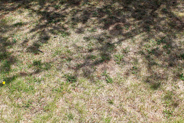 grass and shadows