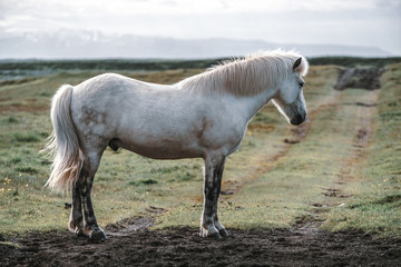 Fototapeta na wymiar Icelandic horse in the field of scenic nature landscape of Iceland. The Icelandic horse is a breed of horse locally developed in Iceland as Icelandic law prevents horses from being imported.