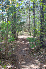 path in the forest