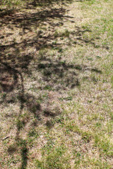 grass and shadow of tree