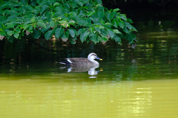 duck in pond