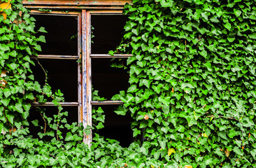 broken window of an abandoned building covered in green ivy plant
