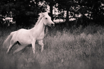 Obraz na płótnie Canvas Ein weißes Pony galoppiert über die Wiese in schwarz/weiß