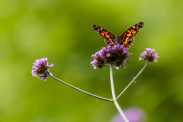 Buttefly on a Flower