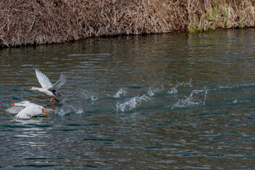 Obraz premium birds in flight
