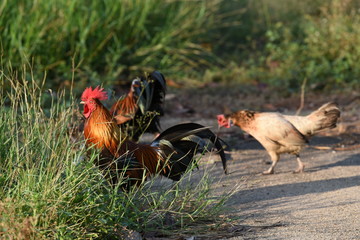 Small native chicken, find food in the garden at the temple in the morning.