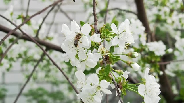 Bee collects farina from white cherry flowers. Close shot. Selective soft focus. Blurred background. Cherry tree blossoming in the garden. Branch with white flowers in april. Garden in spring