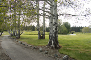 trees in the park