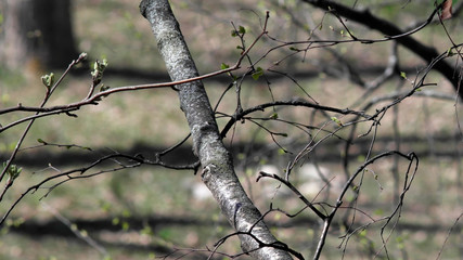 tree branch
