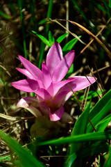 Siam Tulip or Summer Tulip in natural forest field.