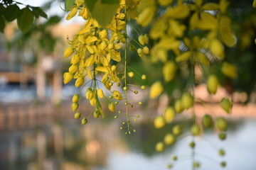 ดอกราชพฤกษ์สีเหลืองออกดอกเป็นช่อกับฉากหลังเป็นใบไม้สีเขียว