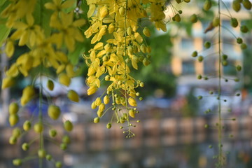 ดอกไม้สีเหลืองทองกลีบเล็กออกดอกเป็นช่อกับฉากหลังใบไม้สีเขียว