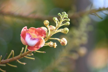 pink flower in garden