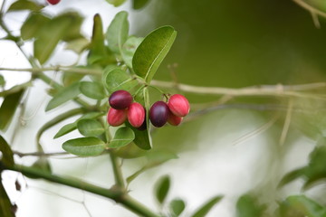 Red-purple round-bottomed fruit trees, covered with green leaves