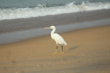 great blue heron on beach