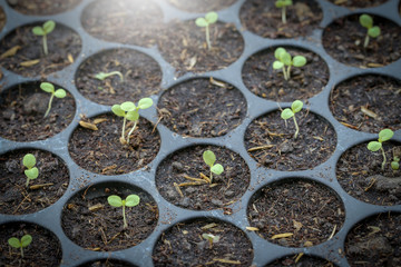 Planting the seedlings in the soil - Focus point.