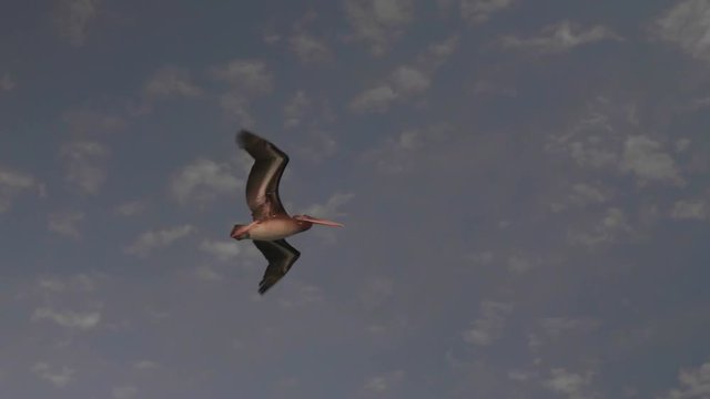 4K shot of Pelican flying in Paracas, Peru