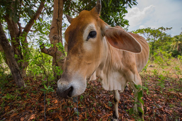 skinny Cow making a face into the camera in an asia rural scenery