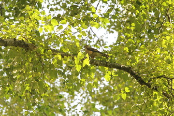 Cooper's hawk in a tree