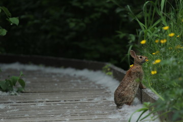 Cottontail rabbit eating a flower