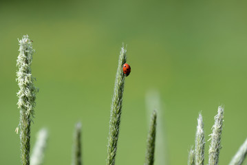 Ladybug on grass in a meadow on a sunny day close up