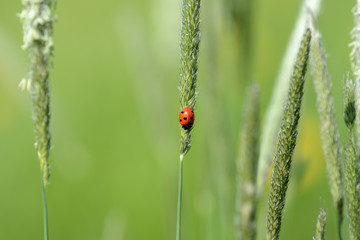 Ladybug on grass in a meadow on a sunny day close up