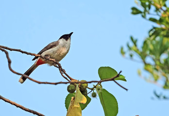 Close up Sooty-headed bulbul Bird Perched on Branch Isolated on Background