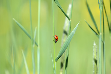 Ladybug on grass in a meadow on a sunny day close up
