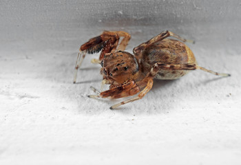 Macro Photo of Jumping Spider Isolated on White Floor