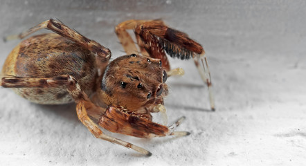 Macro Photo of Jumping Spider Isolated on White Floor