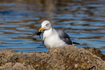 seagull on the beach
