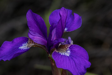 Purple Iris