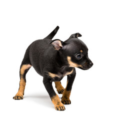 Russian toy terrier puppy isolated on a white background