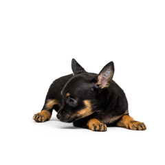 Russian toy terrier puppy isolated on a white background