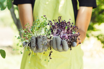 Microgreen in hands on the natural background