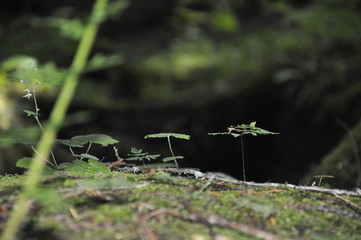 Close_Up_01