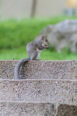 Squirrels doing their things!