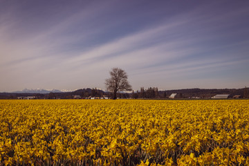 Tree in Field of Daffodils