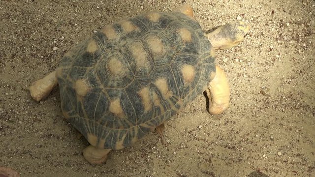 ホウシャガメ、カメ、マダガスカルホシガメ / The radiated tortoise, Astrochelys radiata, walking slowly, 4K