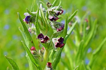 The meadow blooms the bees.The plant has useful properties,is used in folk medicine and cooking.