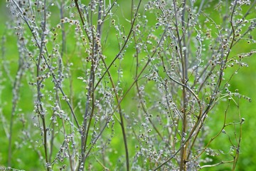 Beautiful dry branches on a green background.