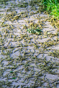 Nature and industry: nature over sidwalk