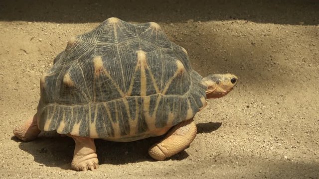 ホウシャガメ、カメ、マダガスカルホシガメ / The radiated tortoise, Astrochelys radiata, walking slowly, 4K