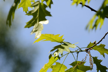 Oak leaves lit by the sun on a bright day close up