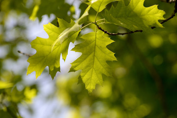 Oak leaves lit by the sun on a bright day close up