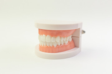 The Tooth model on white background for dental content.