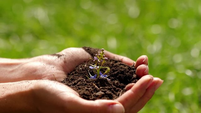 Brunner Forget-me-not Siberian growing from handful of soil in the hands