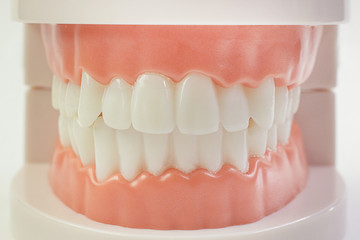 The Tooth model on white background for dental content.
