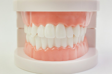 The Tooth model on white background for dental content.