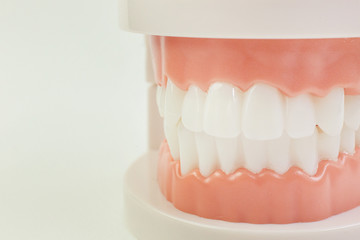 The Tooth model on white background for dental content.